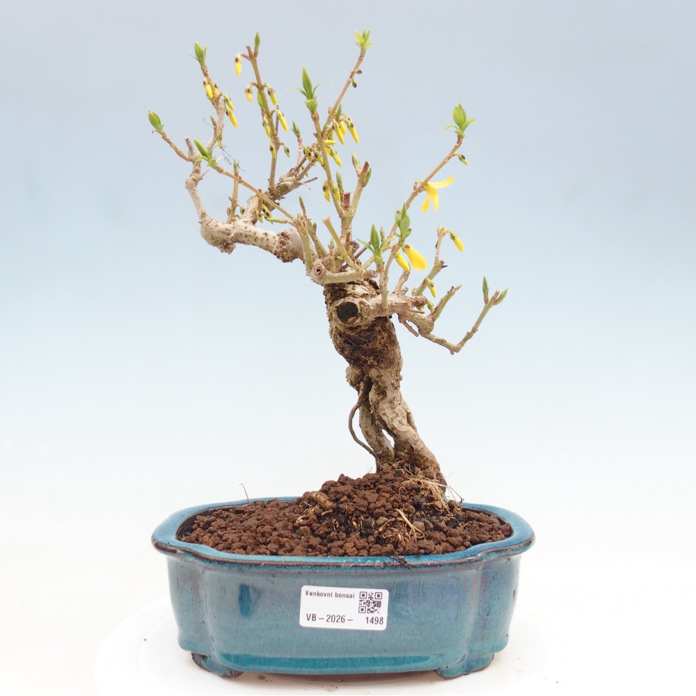 Venkovní bonsai - Zlatice - Forsythia koreana