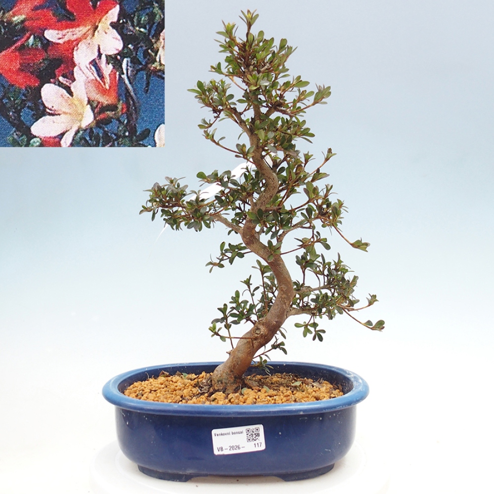Venkovní bonsai - Japonská azalka - Azalea Misaki
