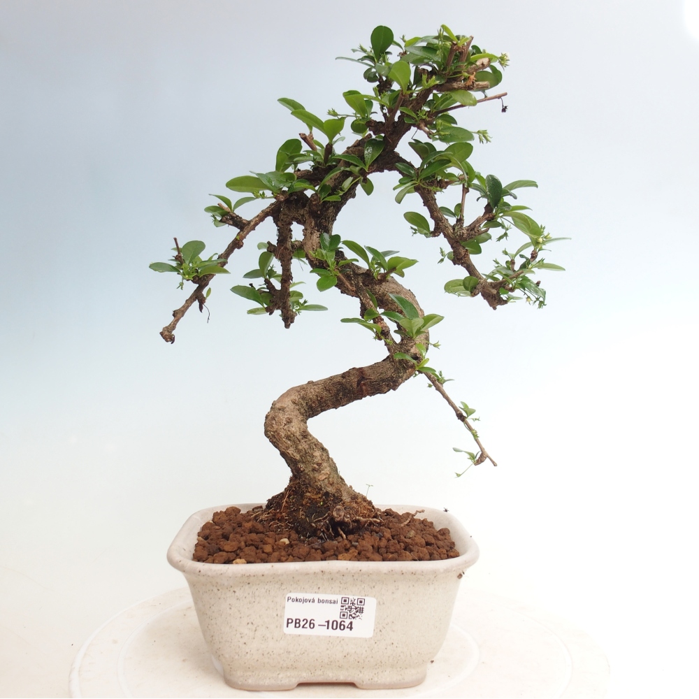 Pokojová bonsai - Carmona macrophylla - Čaj fuki
