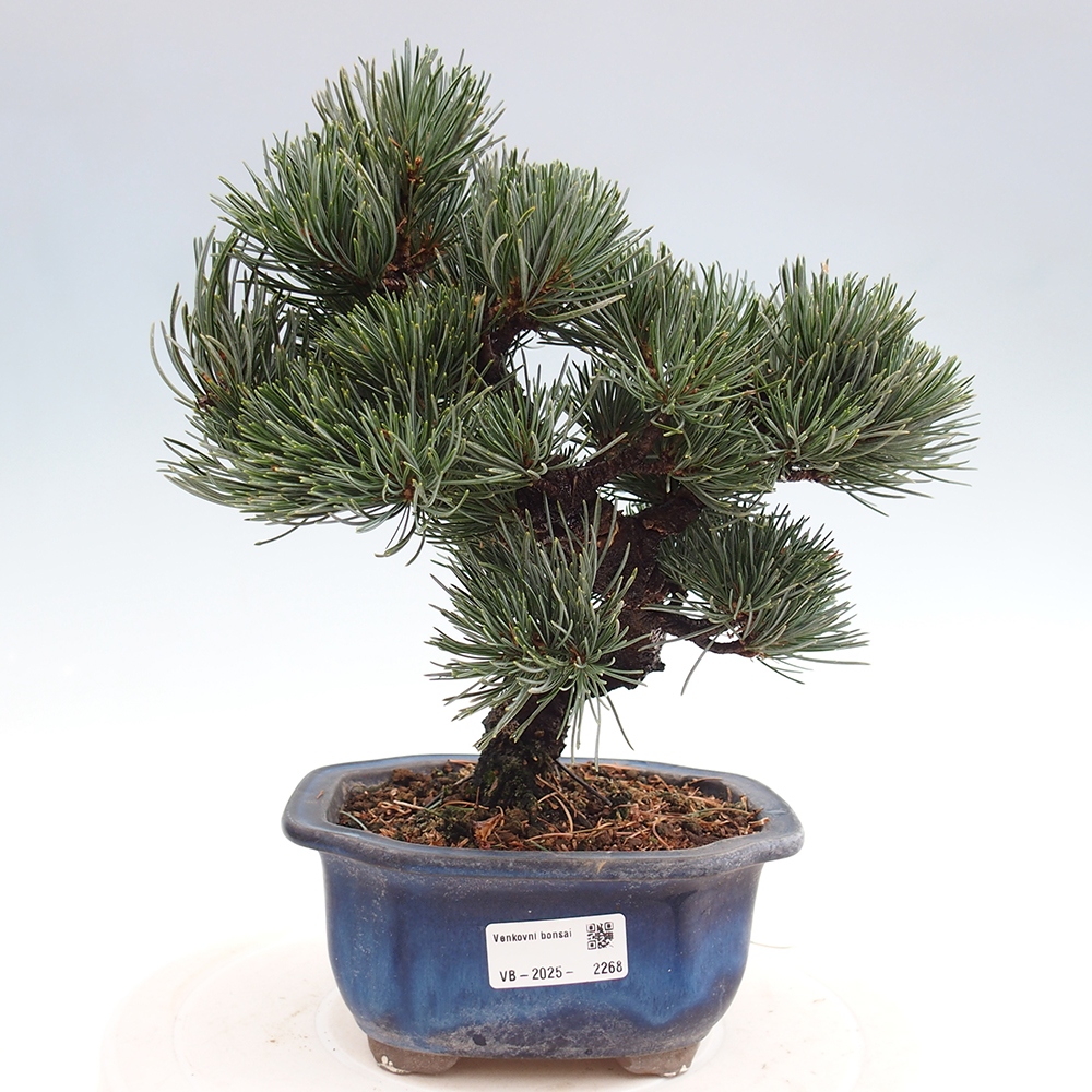 Venkovní bonsai - Pinus parviflora - Borovice drobnokvětá