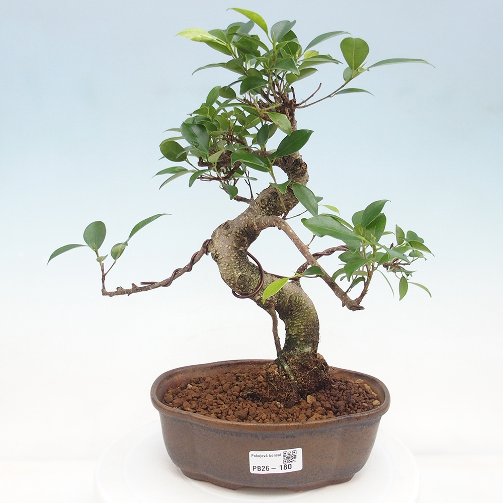 Pokojová bonsai - Ficus retusa -  malolistý fíkus