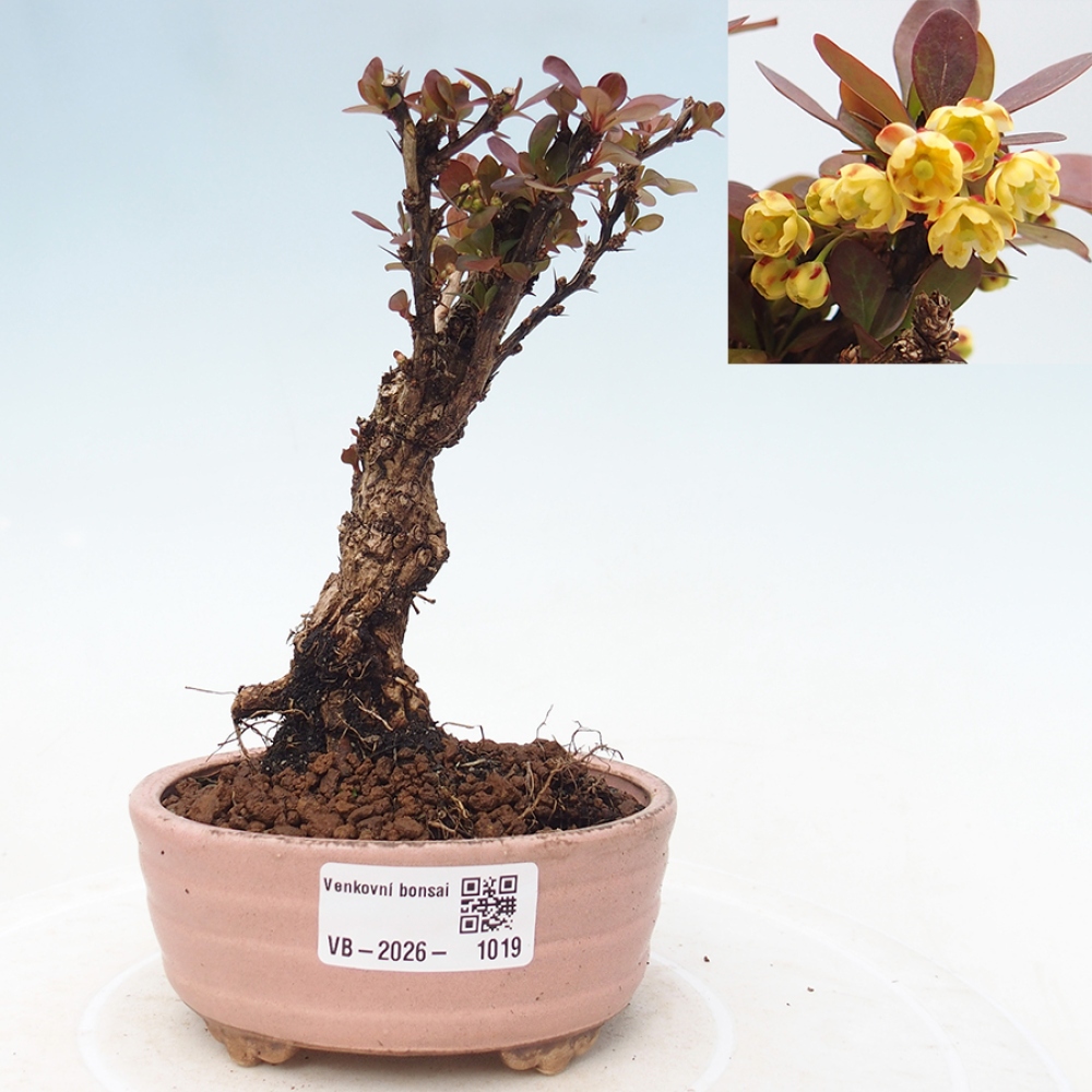 Venkovní bonsai - Berberis Thunbergii Bagatelle - Dřištál