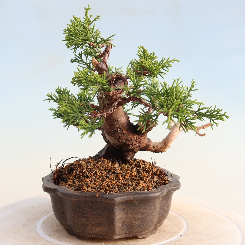 Venkovní bonsai - Juniperus chinensis Itoigawa -Jalovec čínský