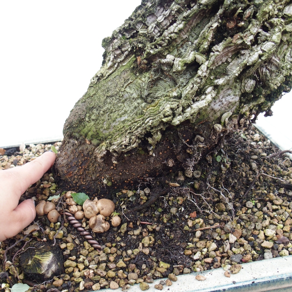 venkovní bonsai Quercus suber - Korkový dub