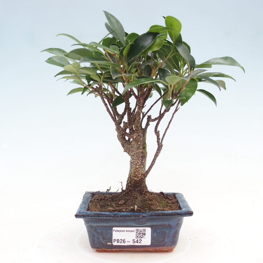 Pokojová bonsai Ficus retusa kimmen