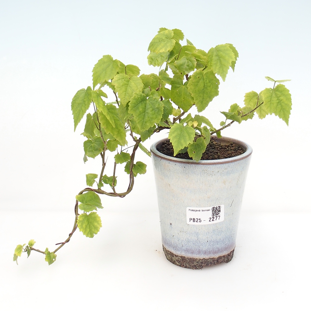 Pokojová bonsai - Abutilon Big Bell - Mračňák poříční