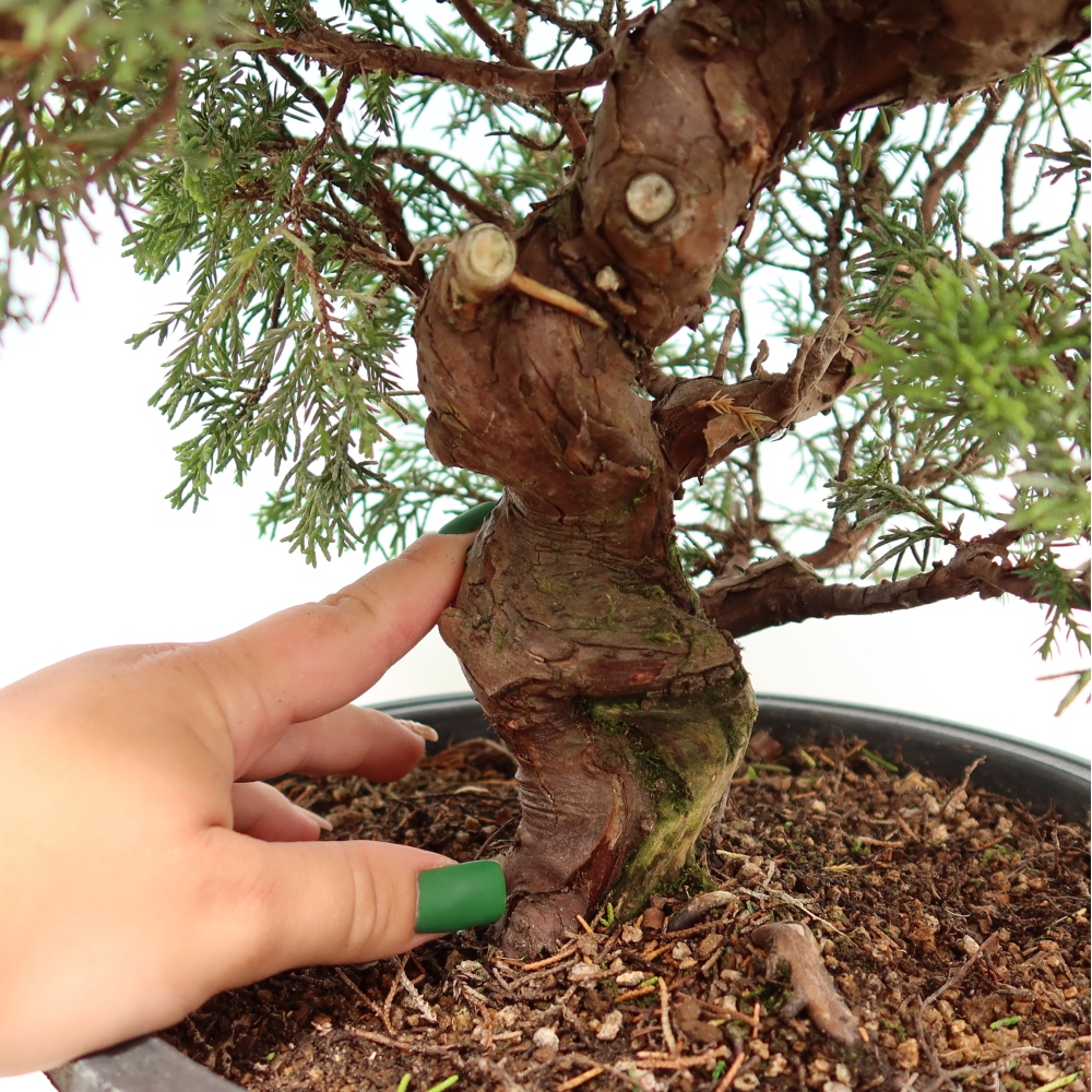 Venkovní bonsai - Juniperus chinensis Itoigawa-Jalovec čínský