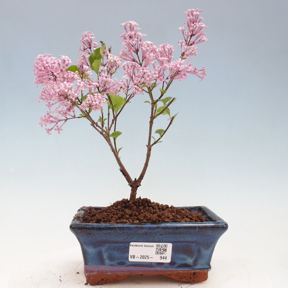 Venkovní bonsai - Syringa Meyeri Palibin - Šeřík Meyerův
