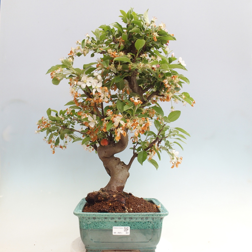 Venkovní bonsai -Malus halliana - Maloplodá jabloň