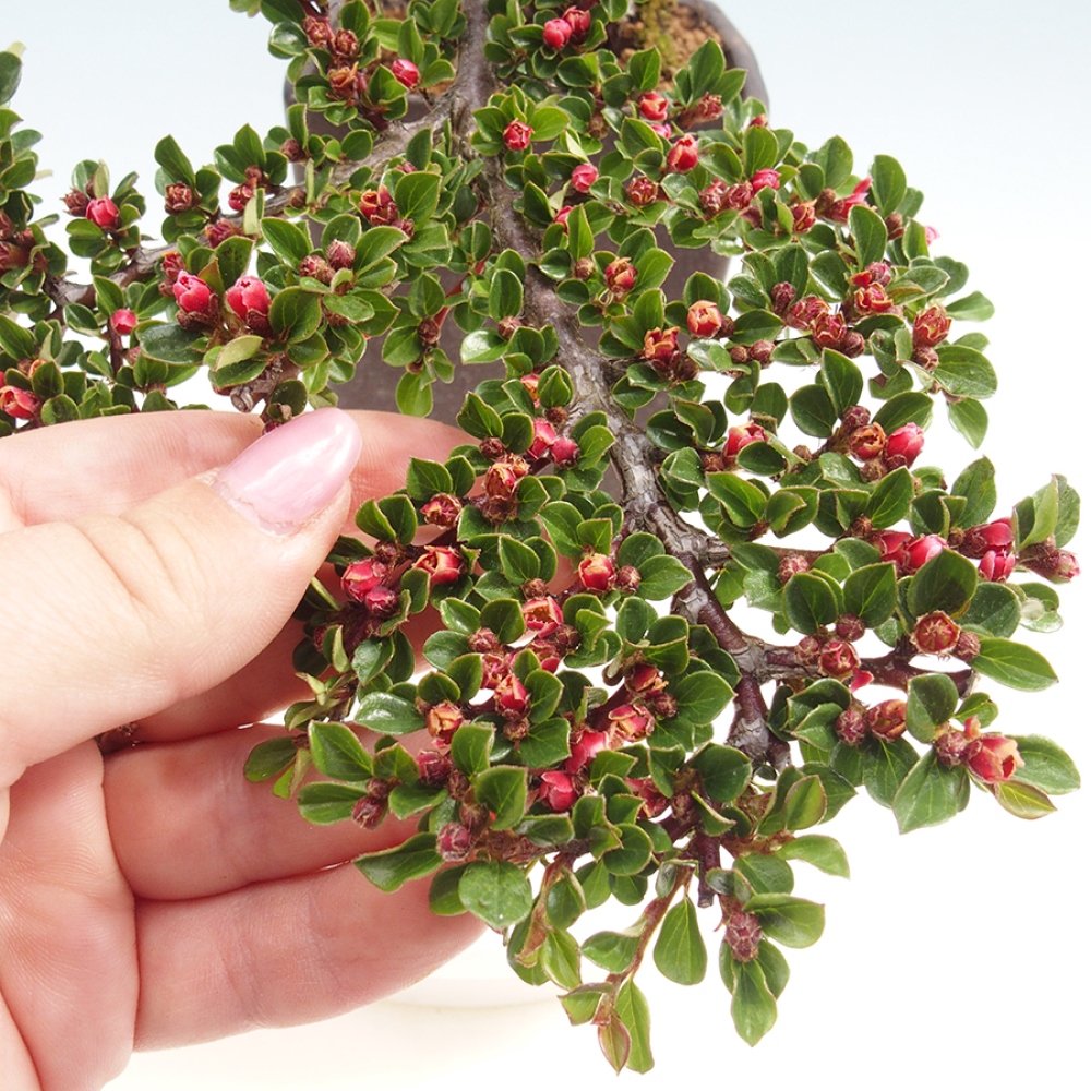 Venkovní bonsai - Cotoneaster horizontalis - Skalník