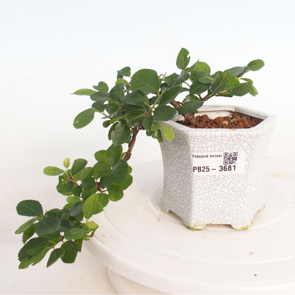 Pokojová bonsai - Grewia occidentalis - Hvězdice levandulová