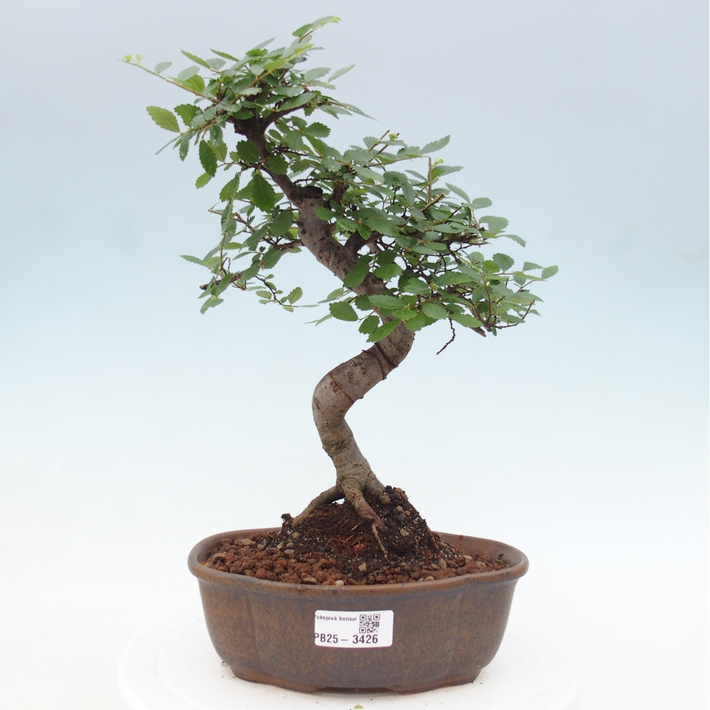 Pokojová bonsai - Ulmus parvifolia - Malolistý jilm