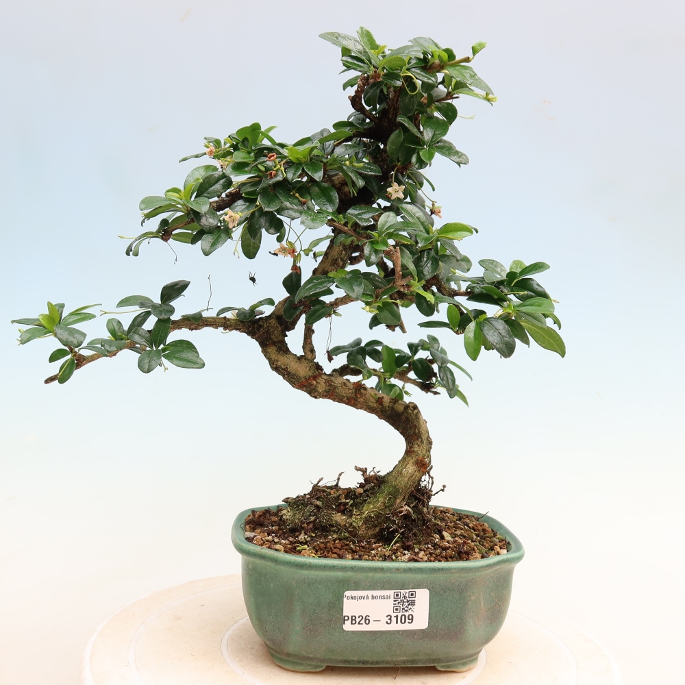 Pokojová bonsai - Carmona macrophylla - Čaj fuki
