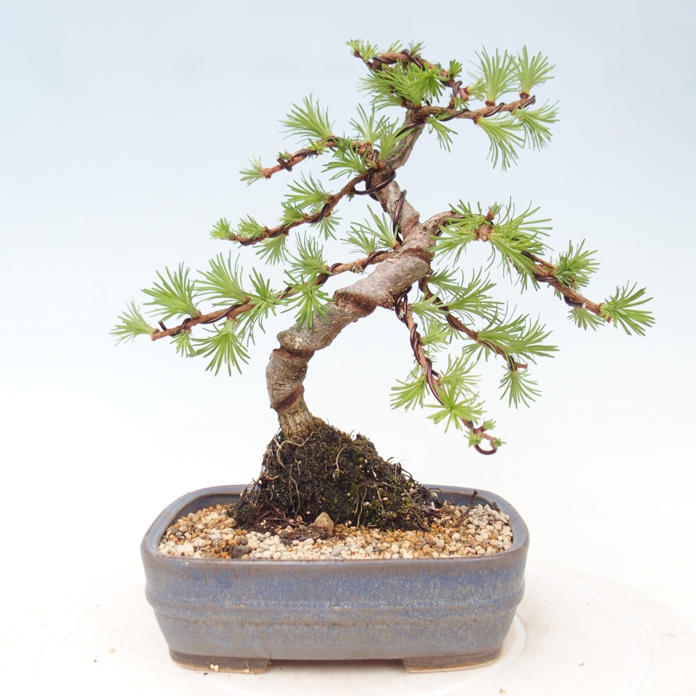 Venkovní bonsai - Larix Kaempferi - Modřín japonský