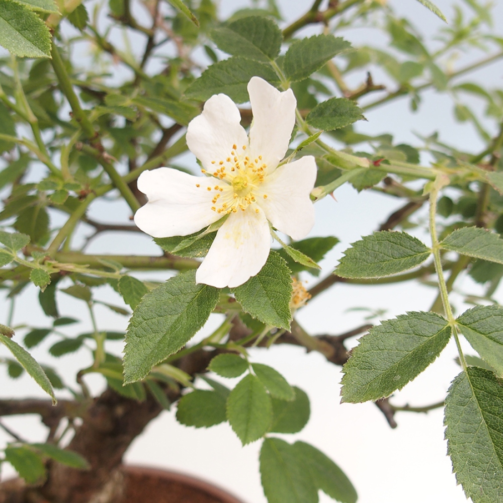 Venkovní bonsai - Rosa Kordes -  růže