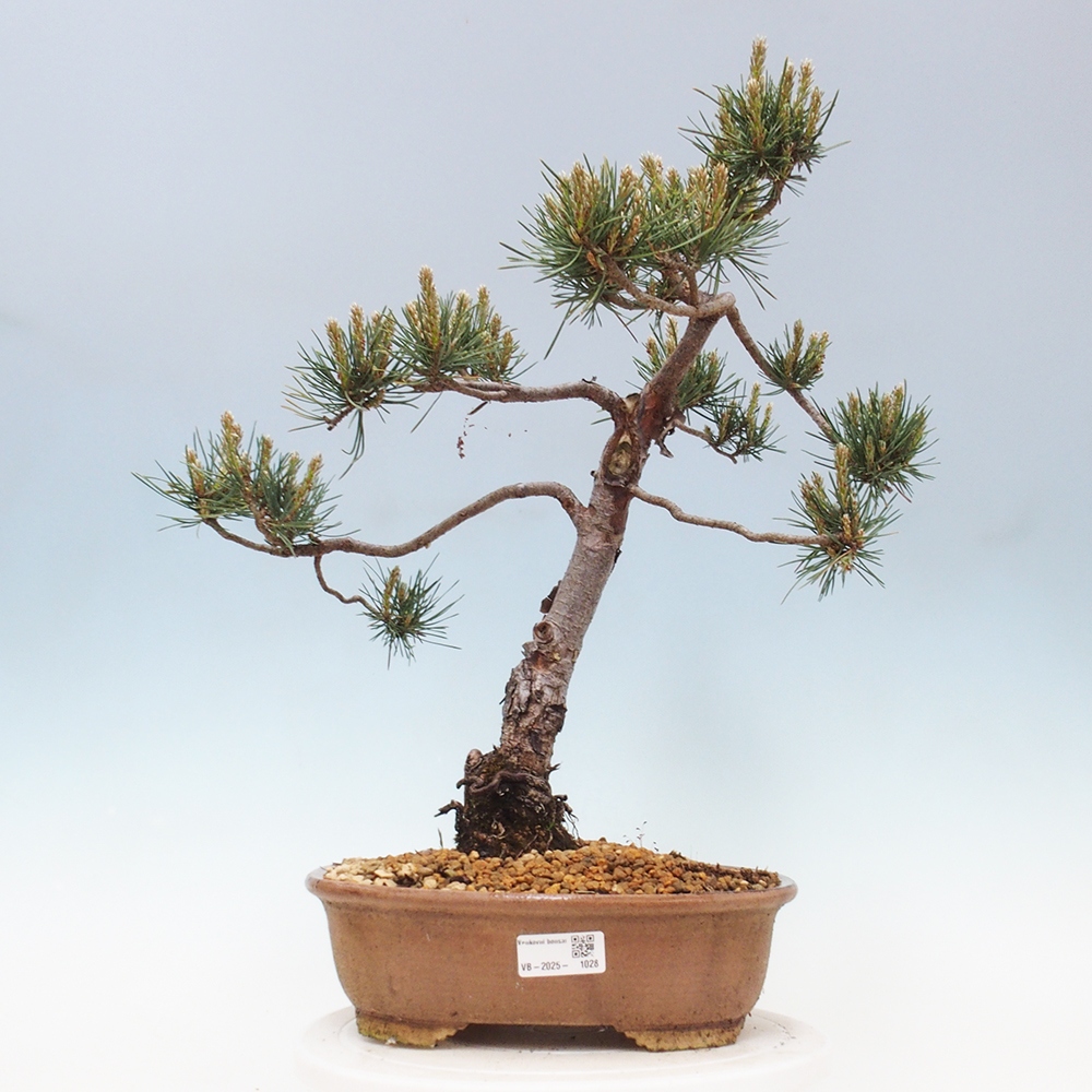 Venkovní bonsai - Pinus Sylvestris Watererri - Borovice lesní