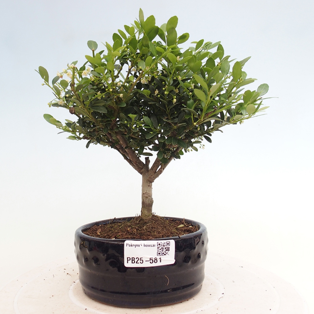 Pokojová bonsai - Ilex crenata - Cesmína