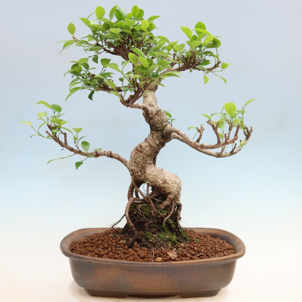 Pokojová bonsai - Ficus kimmen -  malolistý fíkus