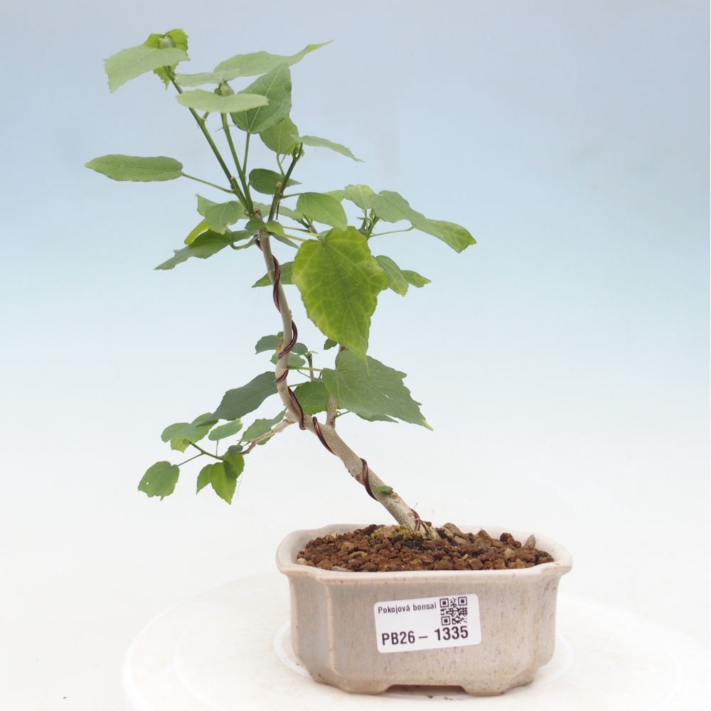 Pokojová bonsai - Malvaviscus arboreus - ibiškovec dřevnatý