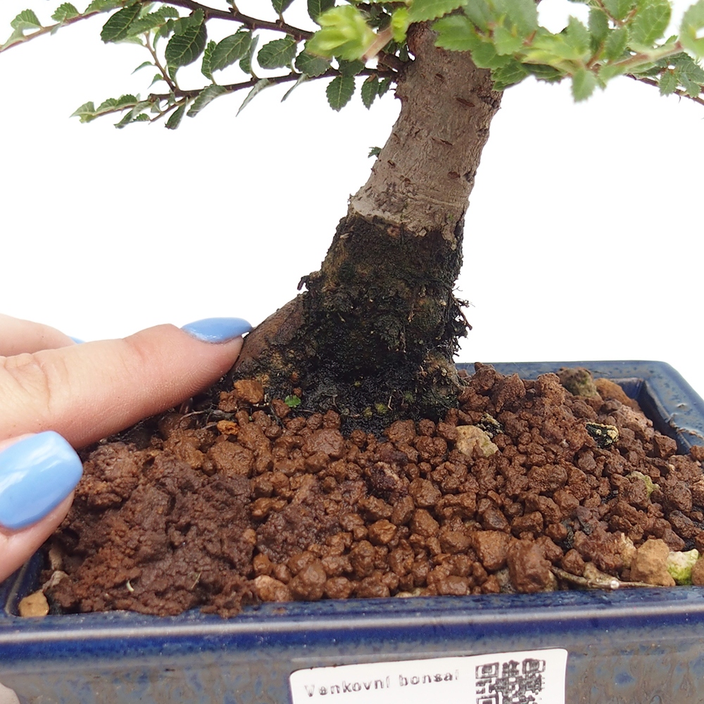 Venkovní bonsai - Ulmus parvifolia Hokkaido - jilm Činski
