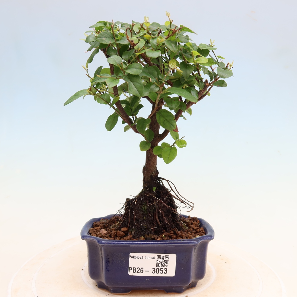 Pokojová bonsai - Sagerécie thea - Sagerécie thea