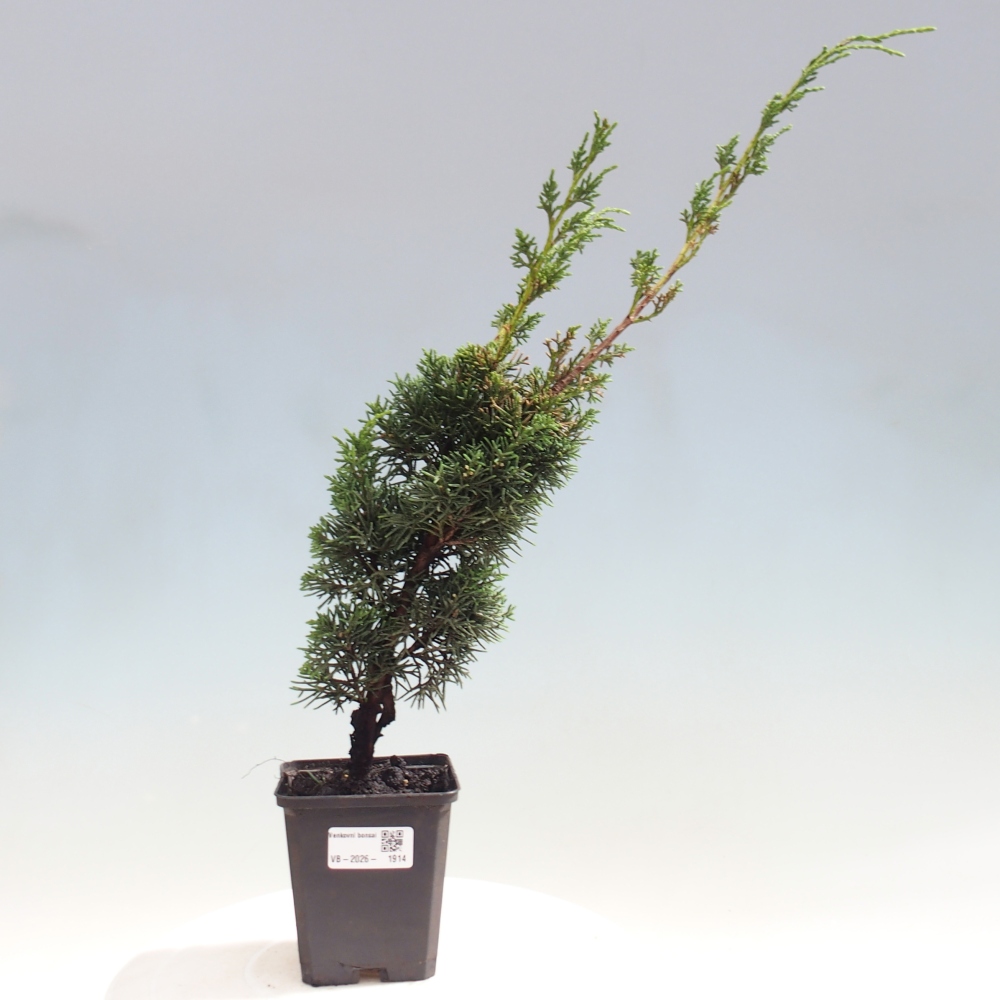 Venkovní bonsai - Juniperus chinensis Kishu -Jalovec čínský
