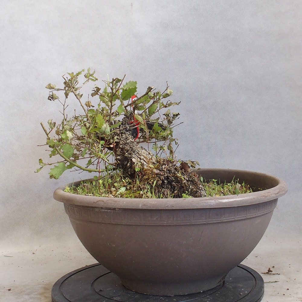 Venkovní bonsai Quercus Cerris - Dub Cer