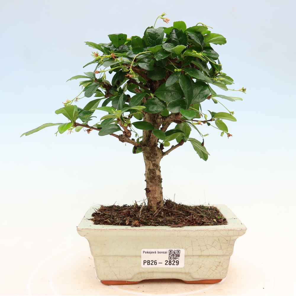 Pokojová bonsai - Carmona macrophylla - Čaj fuki