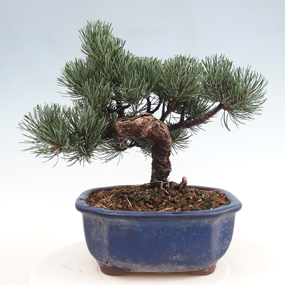 Venkovní bonsai - Pinus parviflora - Borovice drobnokvětá
