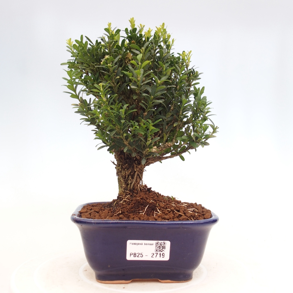 Pokojová bonsai - Buxus harlandii - korkový buxus