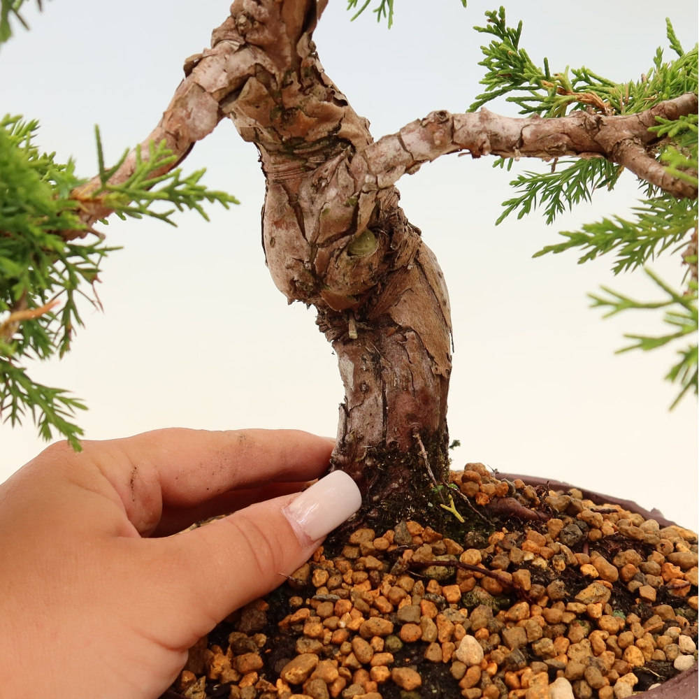 Venkovní bonsai - Juniperus chinensis Itoigawa -Jalovec čínský