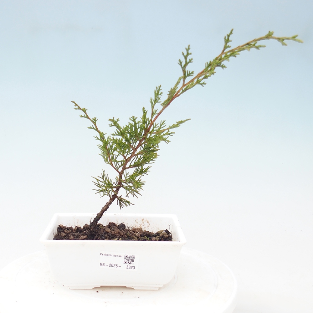 Venkovní bonsai - Juniperus chinensis Itoigawa -Jalovec čínský