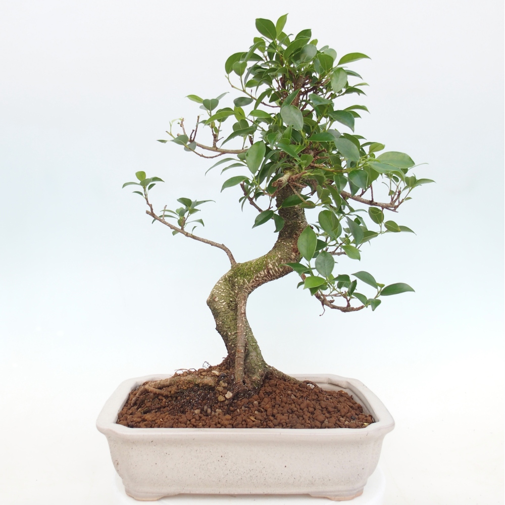 Pokojová bonsai - Ficus kimmen -  malolistý fíkus