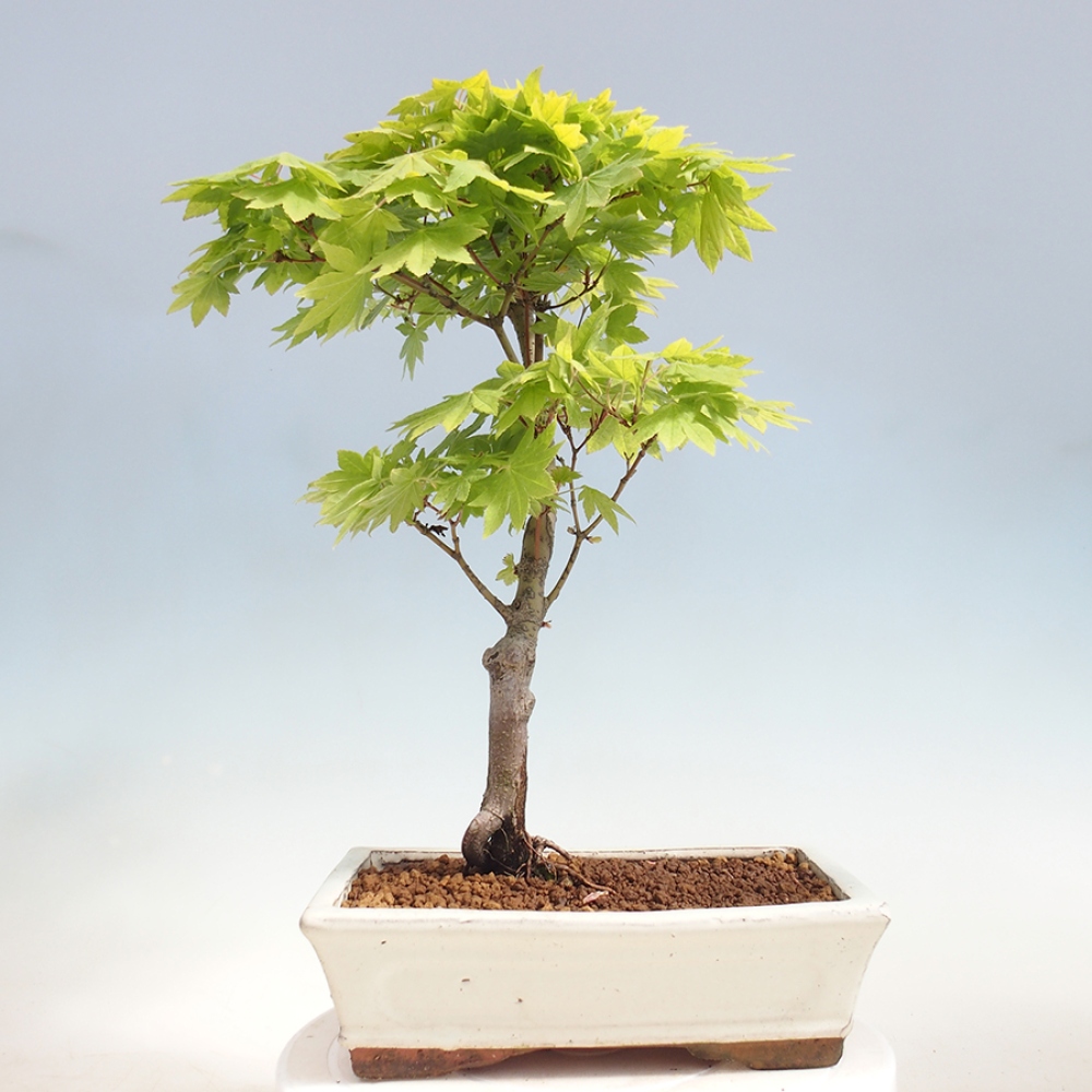 Venkovní bonsai - Javor palmatum katsura GISAN - Javor dlanitolistý