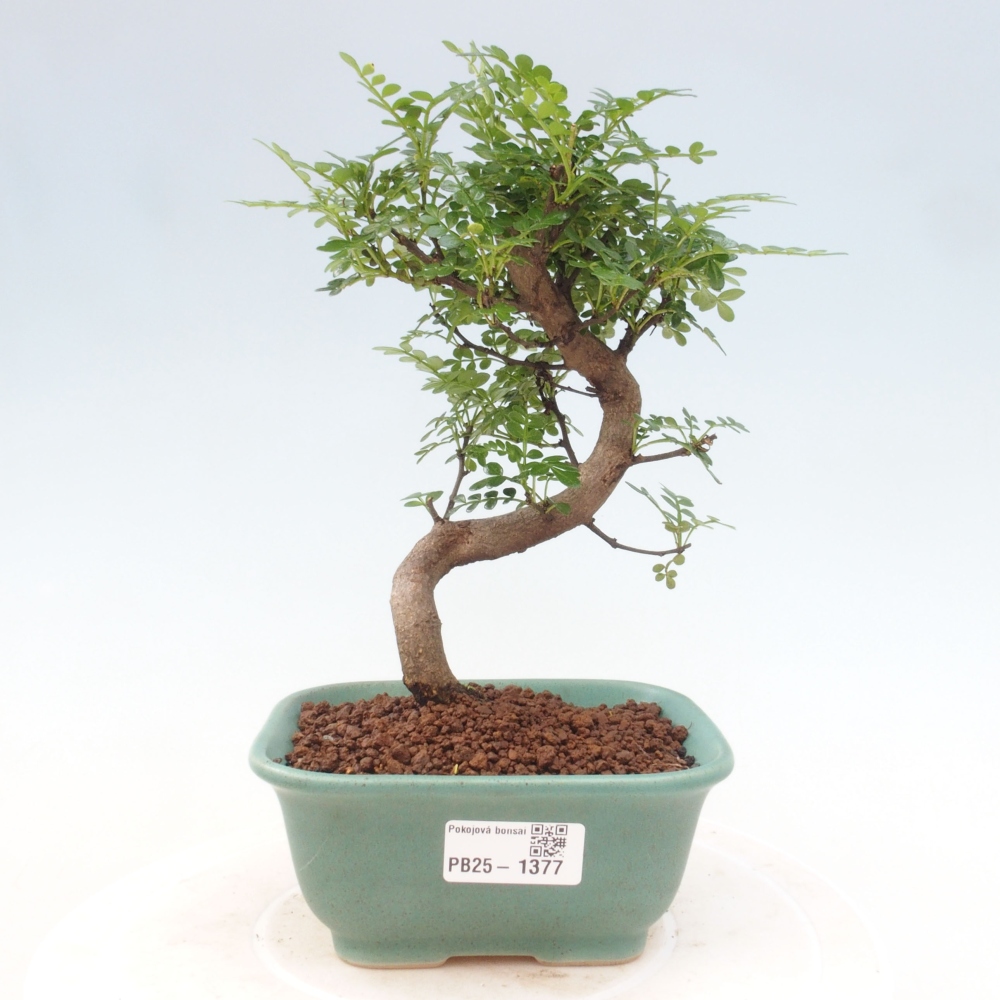 Pokojová bonsai - Zantoxylum piperitum - pepřovník