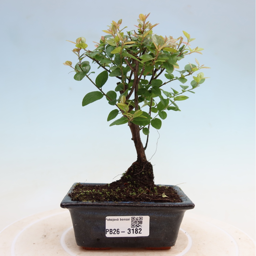 Pokojová bonsai - Sagerécie thea - Sagerécie thea