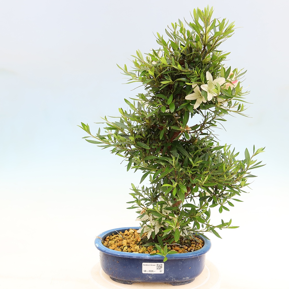 Venkovní bonsai - Japonská azalka - Azalea Hakurin