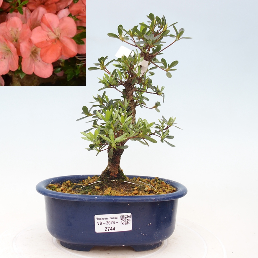 Venkovní bonsai - Japonská azalka - Azalea Asazakura