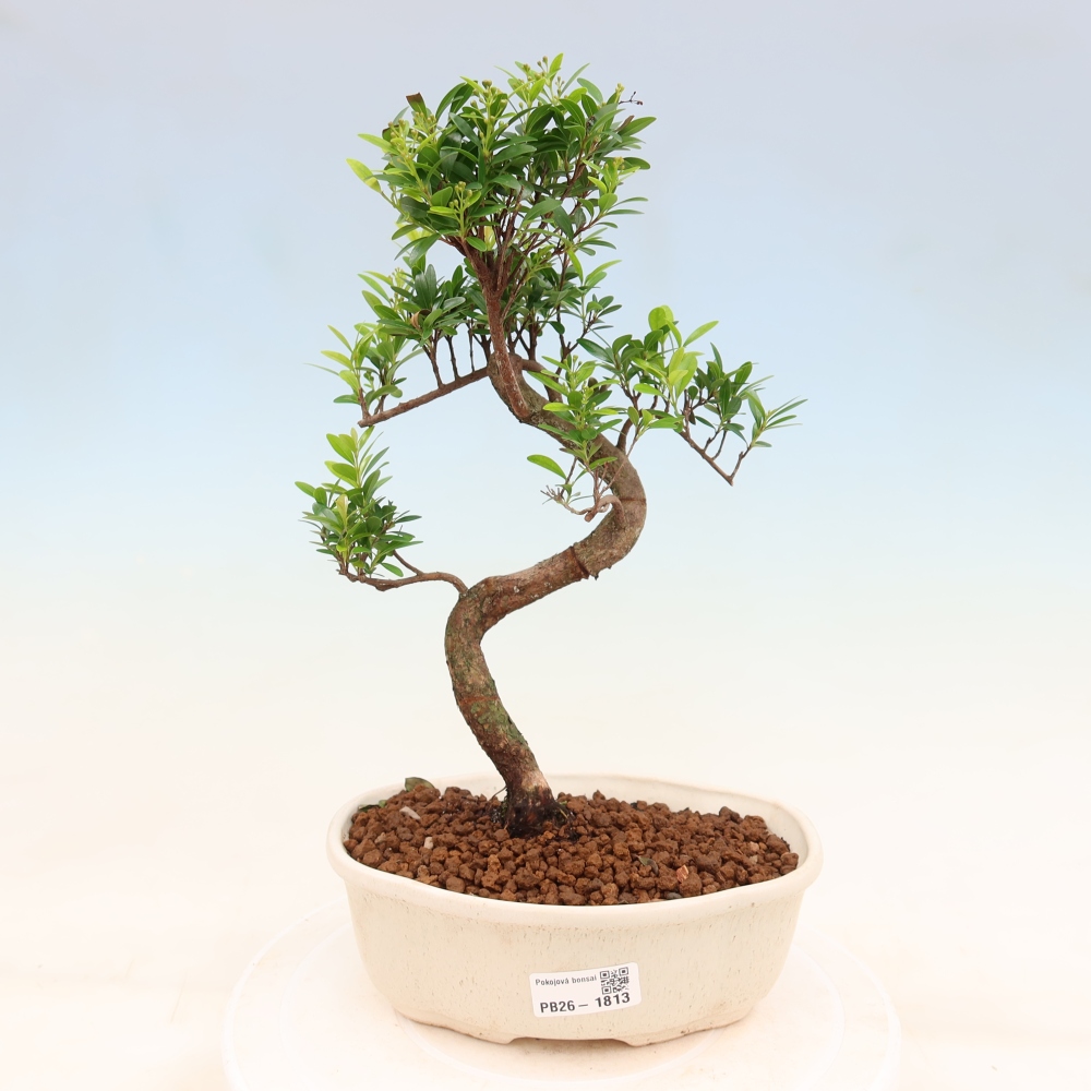 Pokojová bonsai - Syzygium - Pimentovník