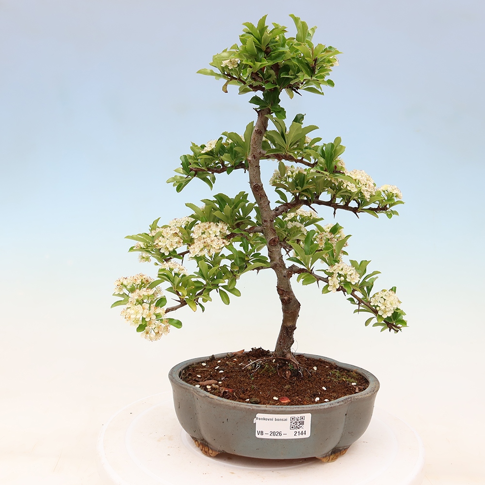 Venkovní bonsai - Pyracantha teton - Hlohyně šarlatová