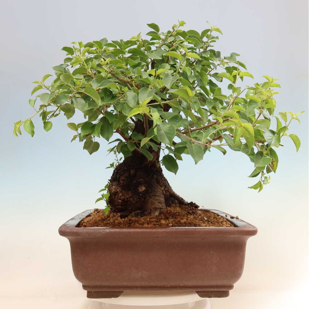 Venkovní bonsai - Mahalebka - Prunus mahaleb