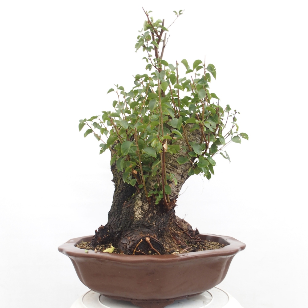 Venkovní bonsai - Mahalebka - Prunus mahaleb