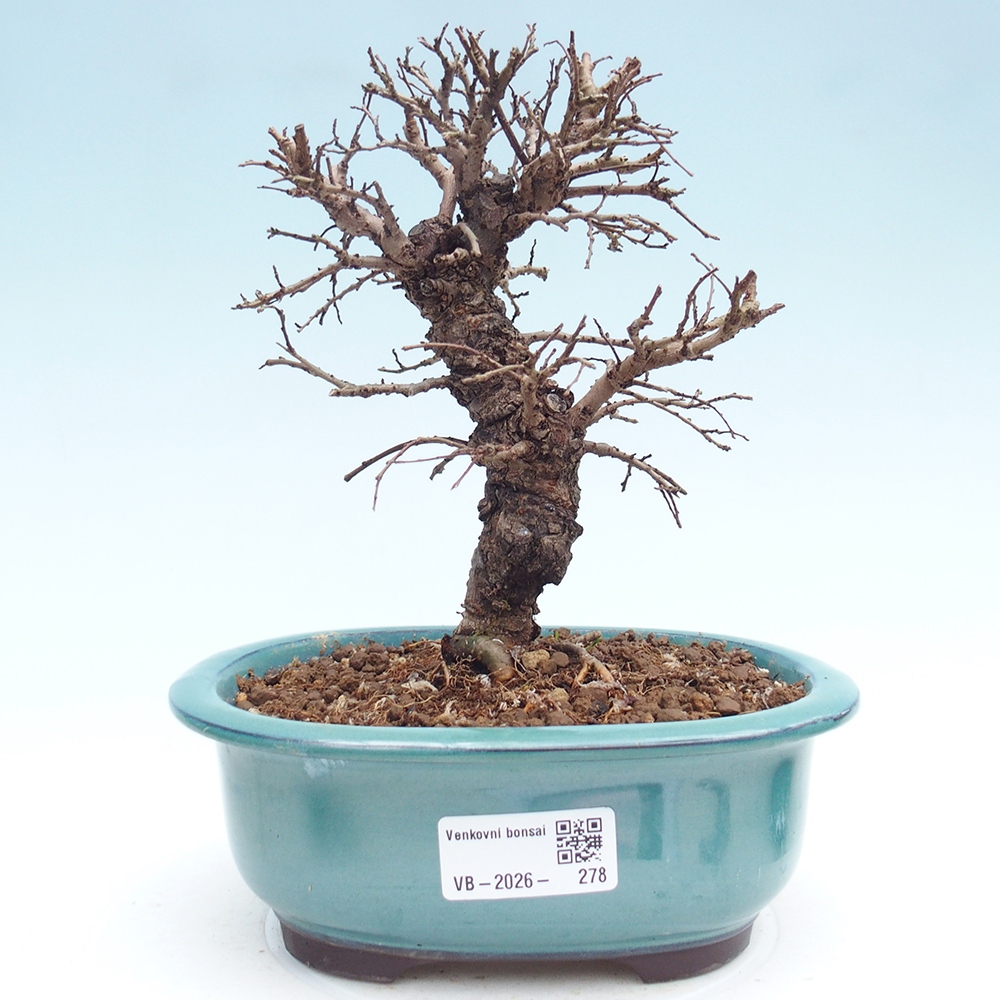 Venkovní bonsai - Zelkova - Zelkova NIRE