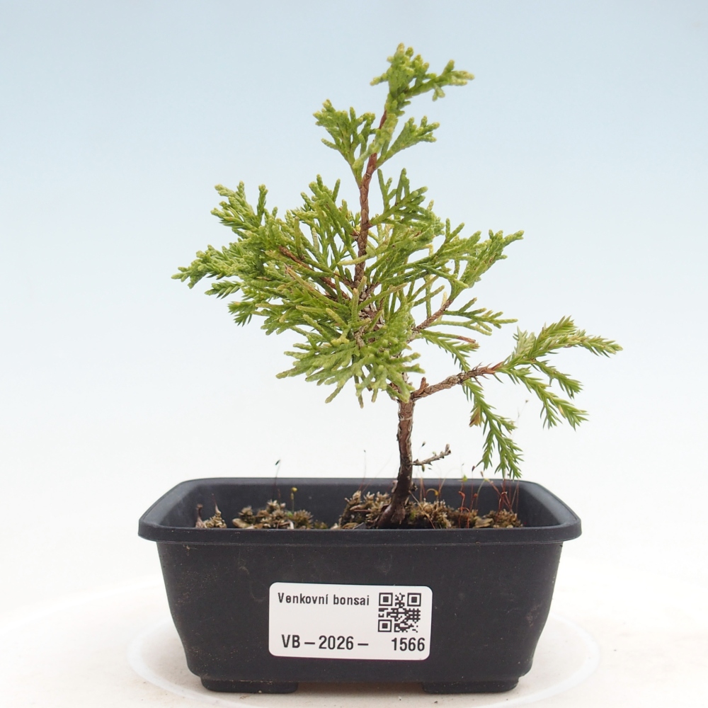 Venkovní bonsai - Juniperus chinensis Itoigawa -Jalovec čínský