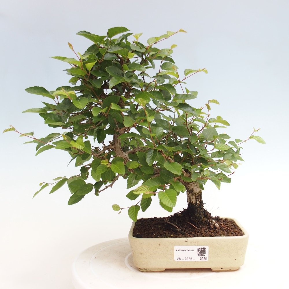 Venkovní bonsai -Carpinus CARPINOIDES - Habr korejský