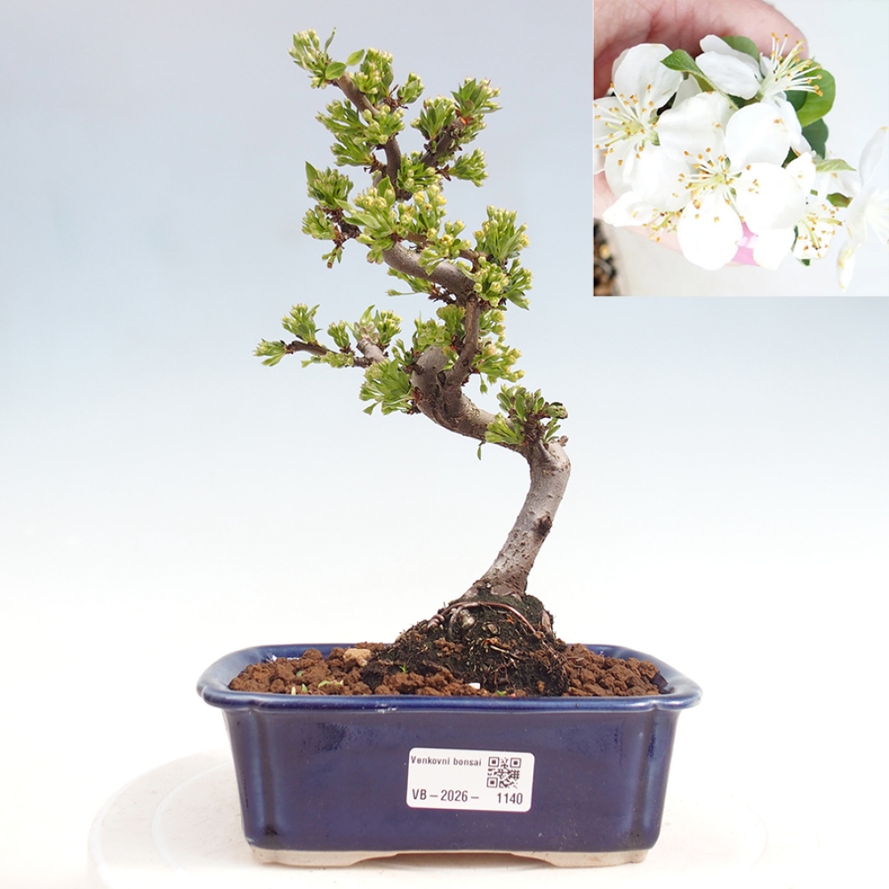 Venkovní bonsai - Malus sargentii -  Maloplodá jabloň