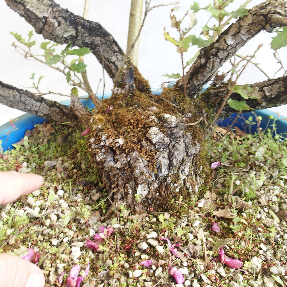 Venkovní bonsai Quercus Cerris - Dub Cer