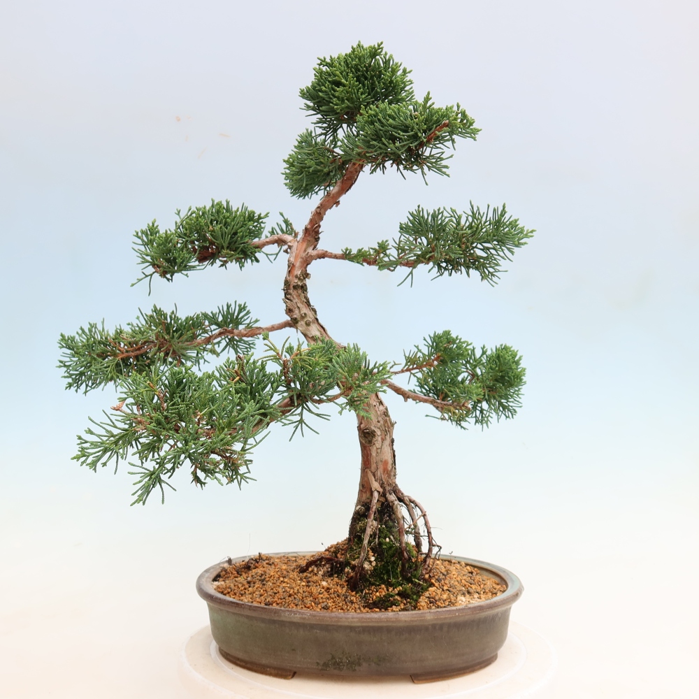Venkovní bonsai - Juniperus chinensis Kishu -Jalovec čínský