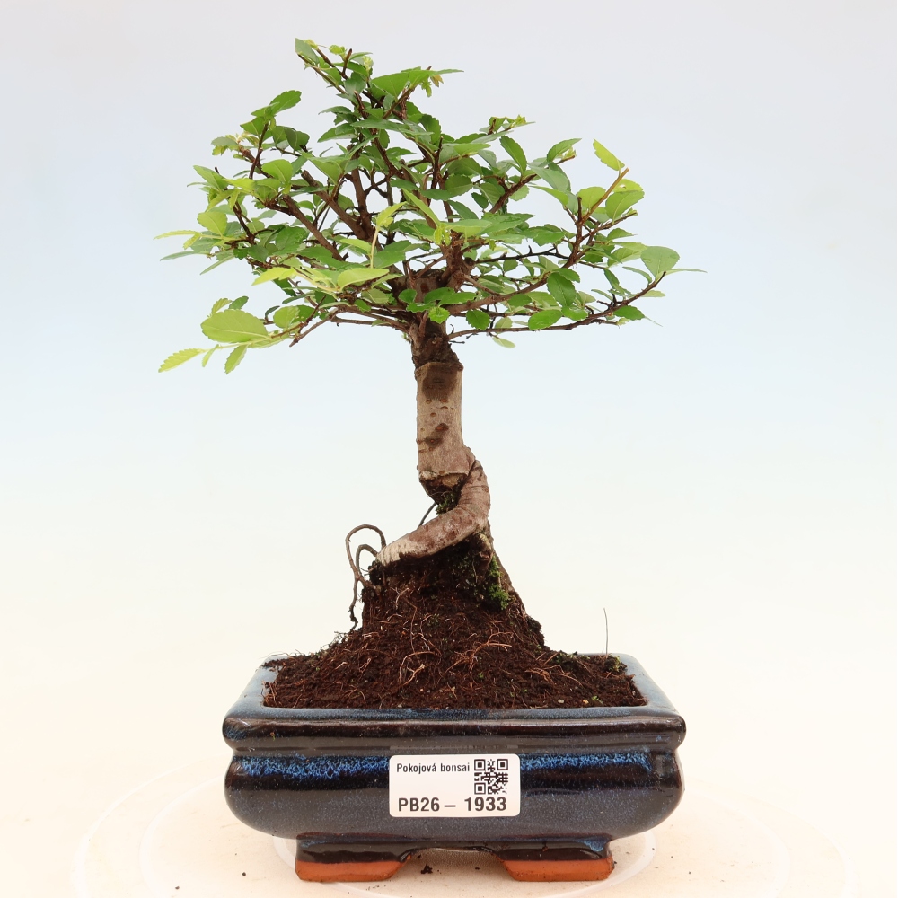 Pokojová bonsai - Ulmus parvifolia - Malolistý jilm