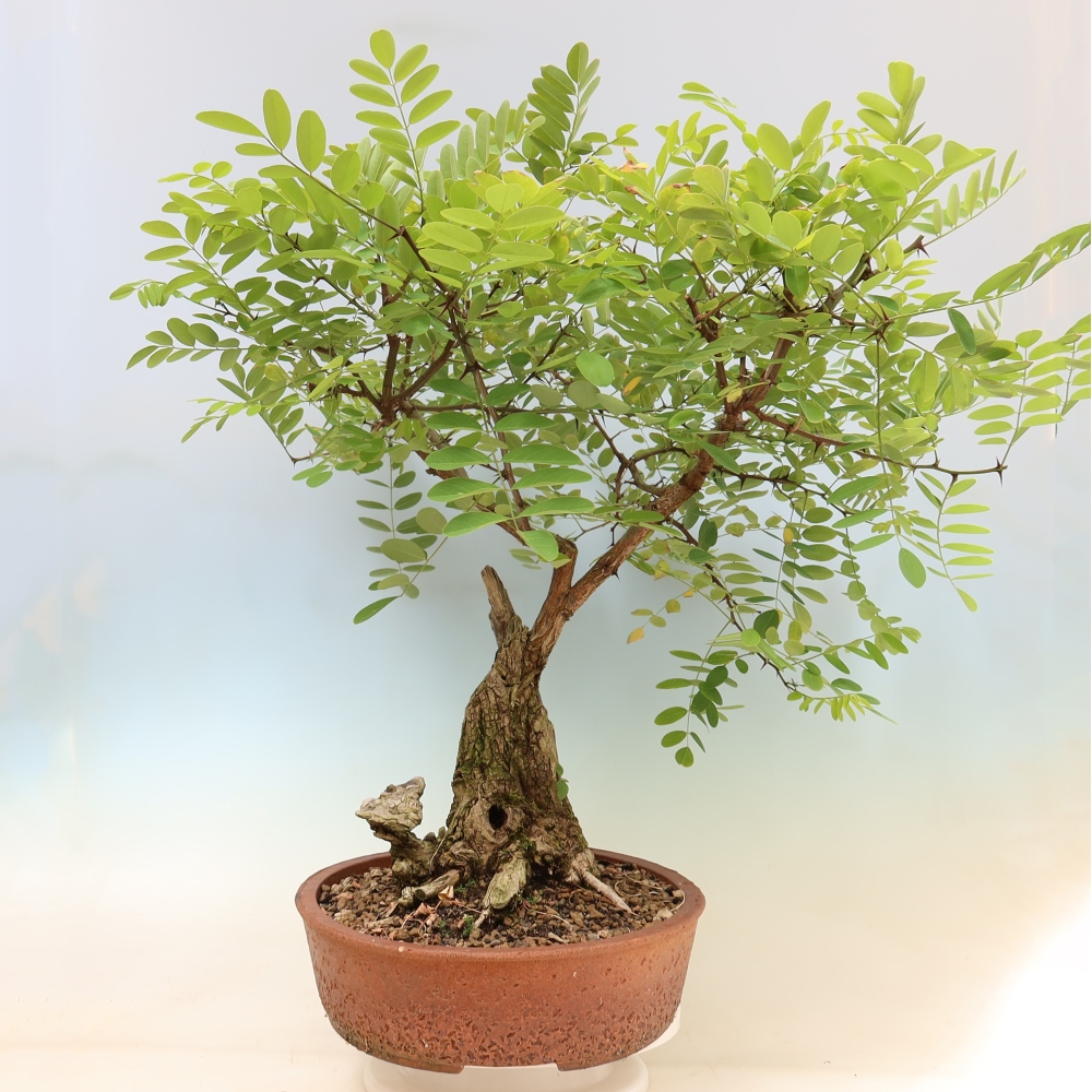 Venkovní bonsai - Trnovník  Akát - Robinia pseudoacacia